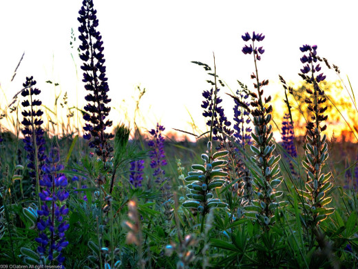 41996 (a): :1600x1200